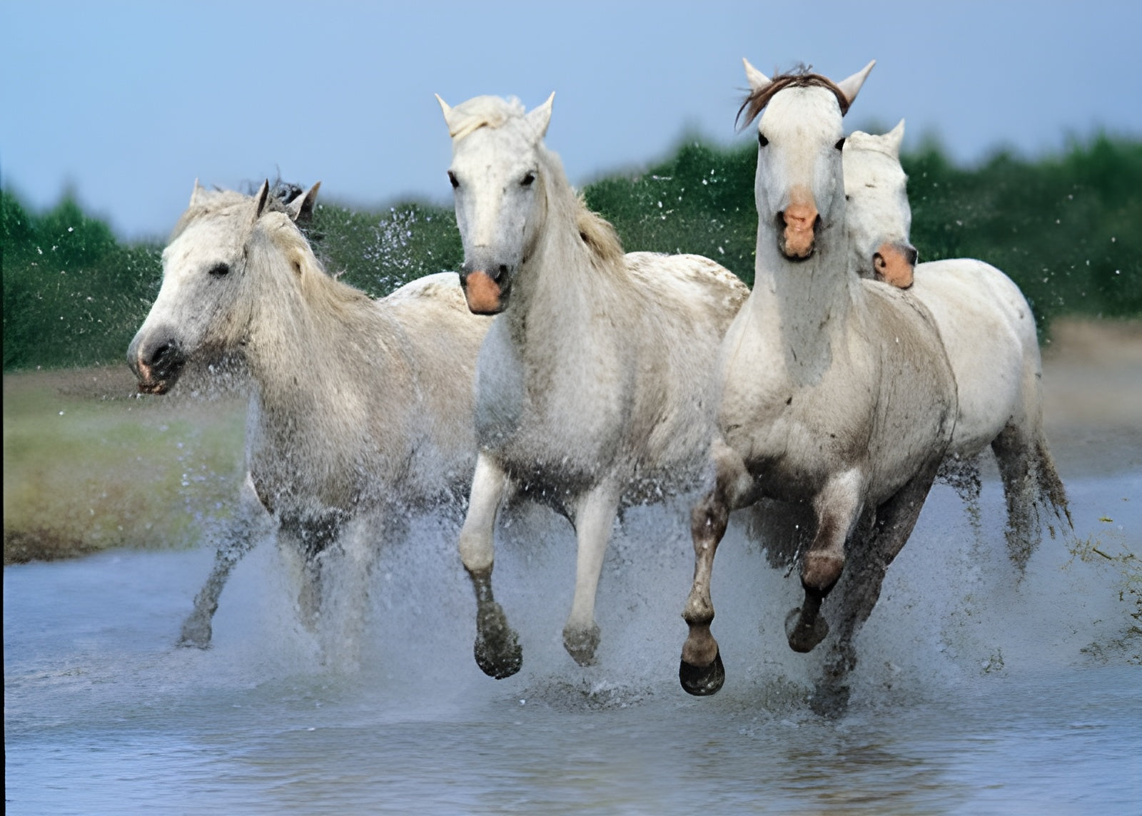 Horses (#2804N00013)
