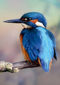 Wild Beauty - Kingfisher, UK (10515)