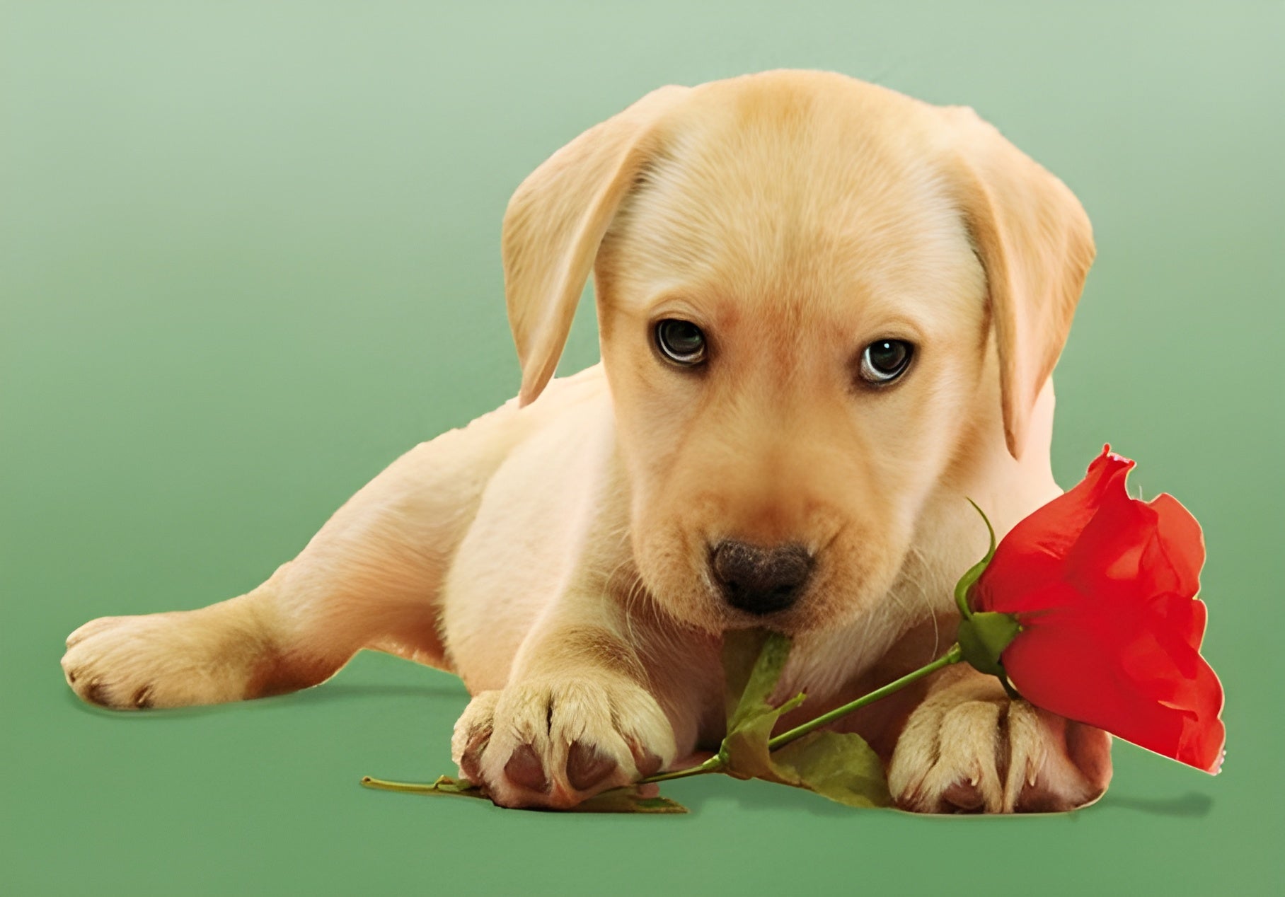 Dog With Rose (30392)