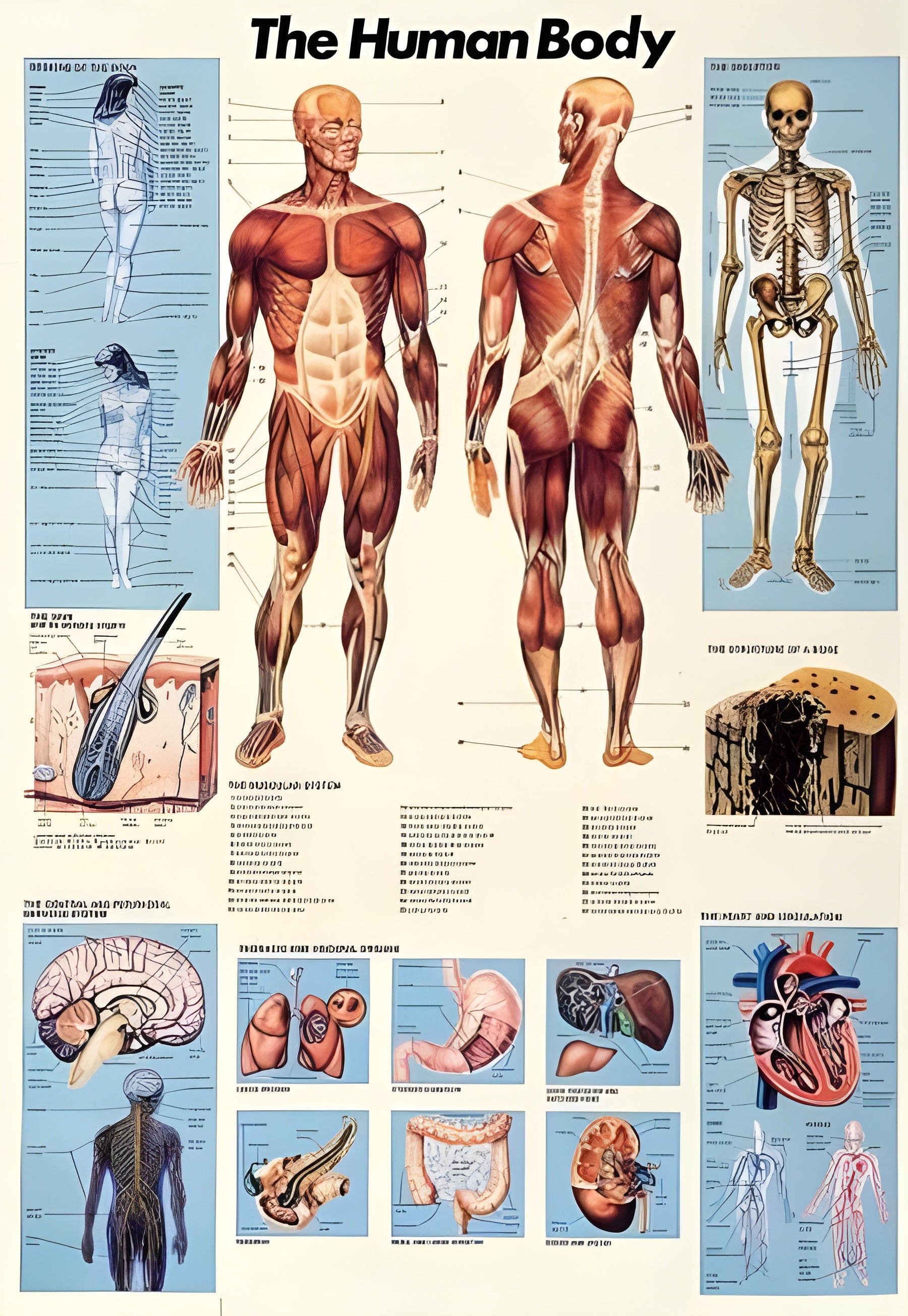 Human Body (#2804N00002) - 1000 Pieces Ricordi