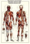 The Muscular System – 1000 Piece Puzzle (Ricordi)