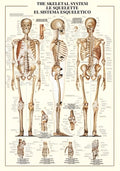 The Skeletal System – 1000 Piece Puzzle (Ricordi)