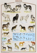 Wolves – 1000 Piece Puzzle (Ricordi)