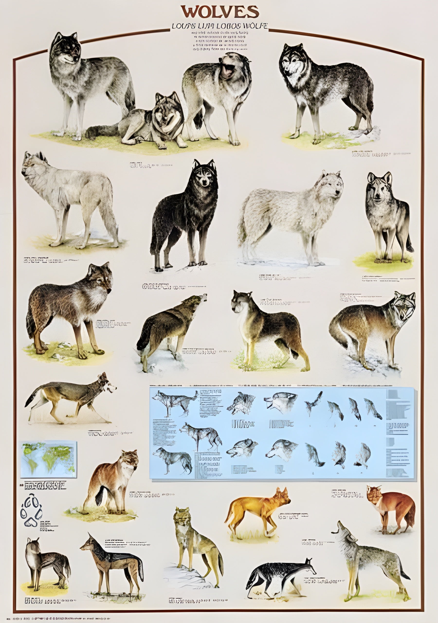 Wolves (#2804N00030) - 1000 Pieces Ricordi